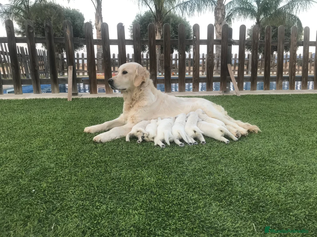 Golden Retriever perros en venta: Cachorros Golden retriever con pedigree  - Anuncio 11