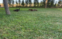 Teckel perros en venta: TECKEL MINIATURA HEMBRA - Imagen 10