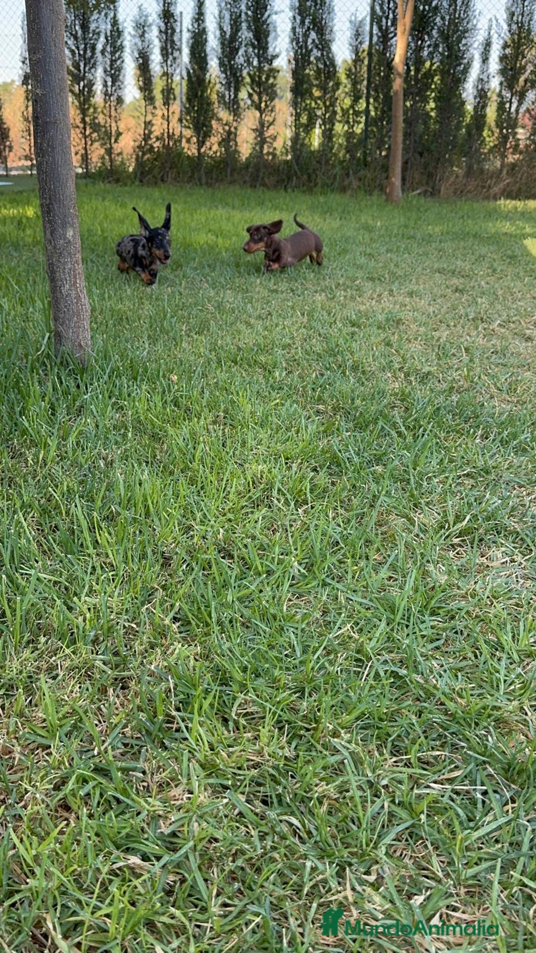 Teckel perros en venta: TECKEL MINIATURA HEMBRA - Imagen 10