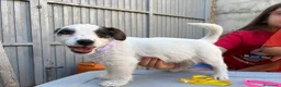 Jack Russell Terrier perros en venta: Jack rusell terrier  - Anuncio 3