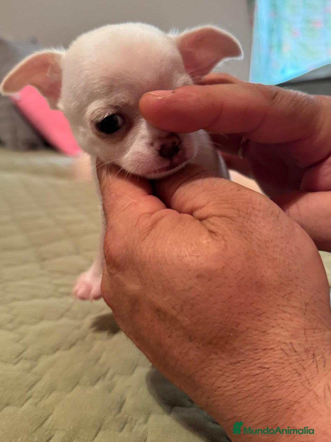 Chihuahua perros en venta: CHIHUAHUAS MINI TOYS GRAN CALIDAD  - Imagen 3