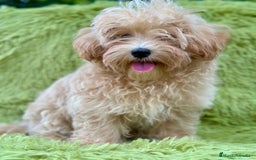 Maltipoo perros en venta: Maltipoo toy  - Imagen 6