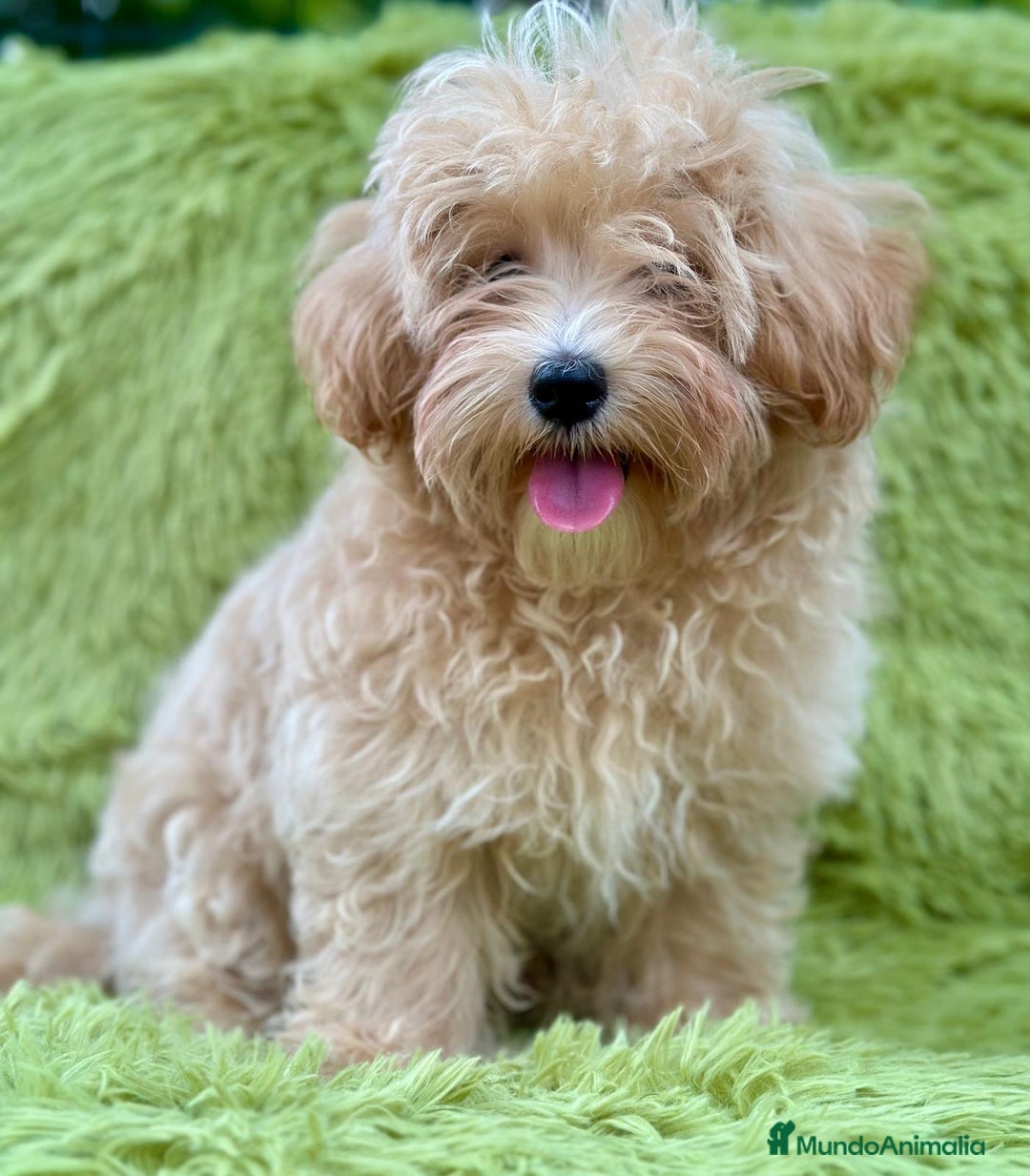 Maltipoo perros en venta: Maltipoo toy  - Imagen 6