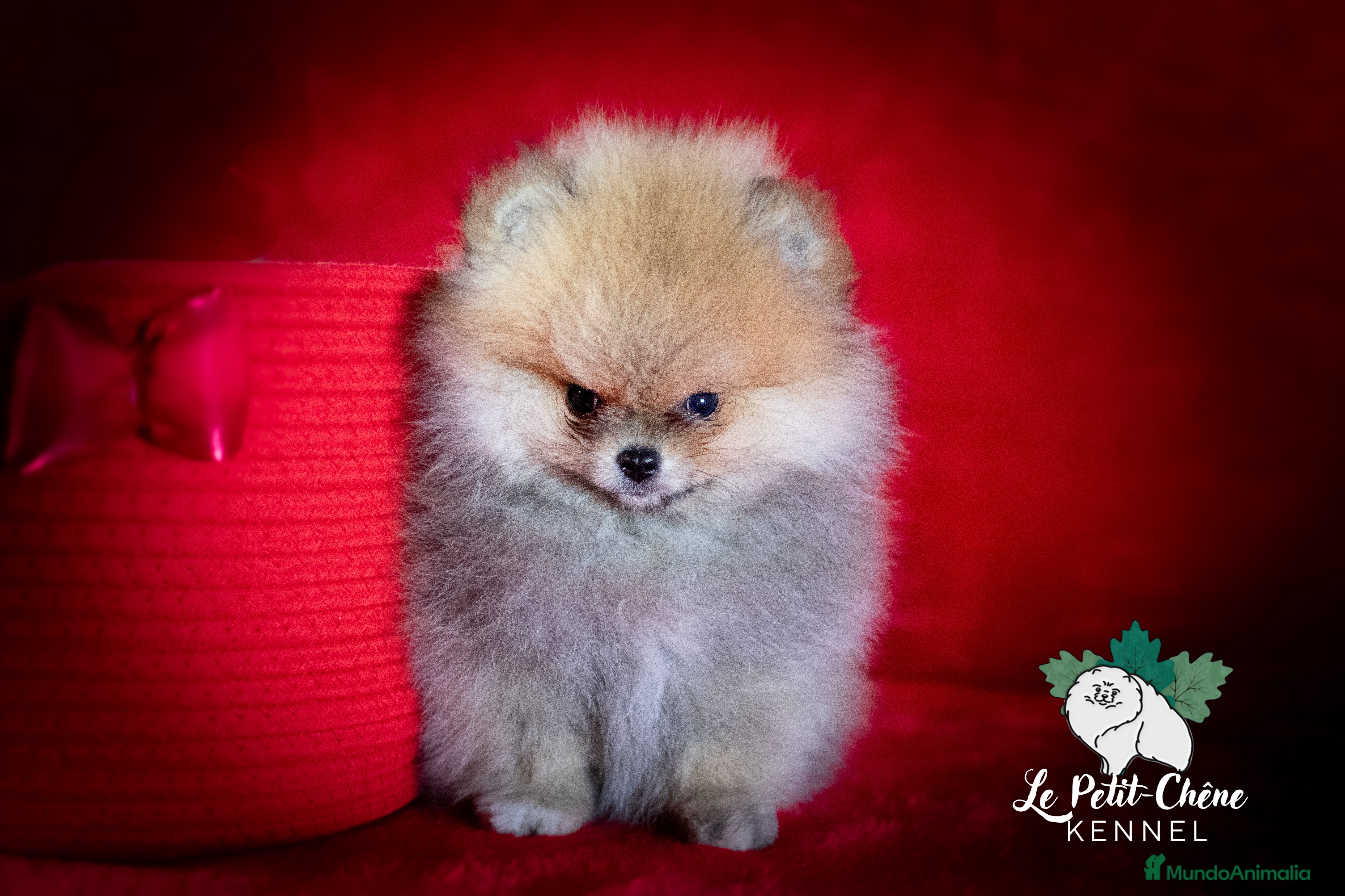 Pomerania perros Pomerania hembra diminuta - Anuncio 2