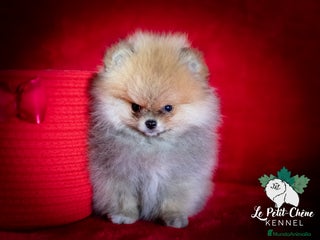 Pomerania perros Pomerania hembra diminuta - Anuncio 2