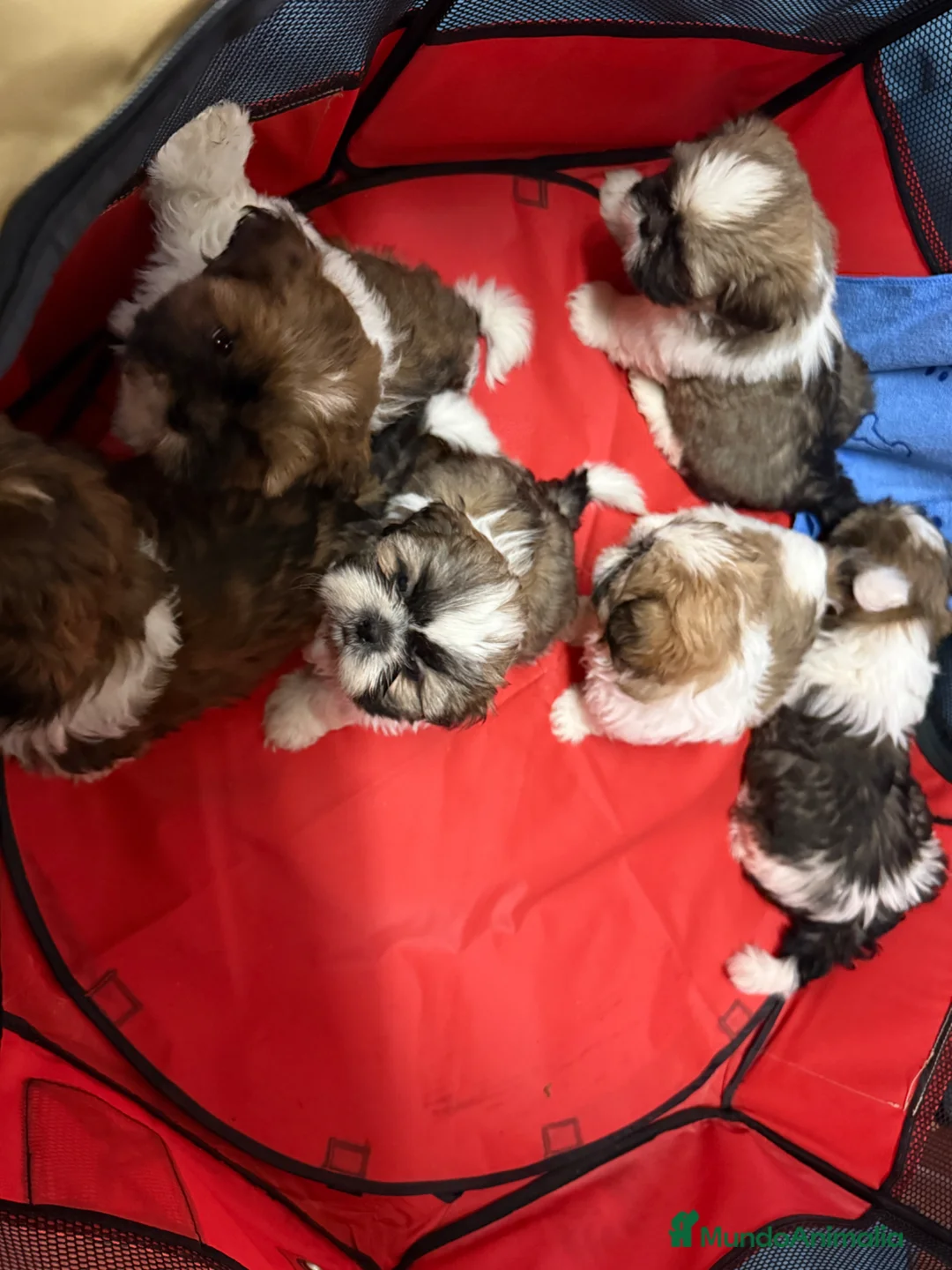 Shih Tzu perros en venta: Shihtzu tricolor - Anuncio 1