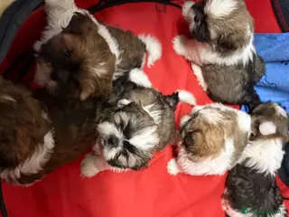 Shih Tzu perros en venta: Shihtzu tricolor - Anuncio 1
