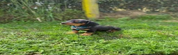 Teckel Miniatura perros en venta: teckel España  - Anuncio 1
