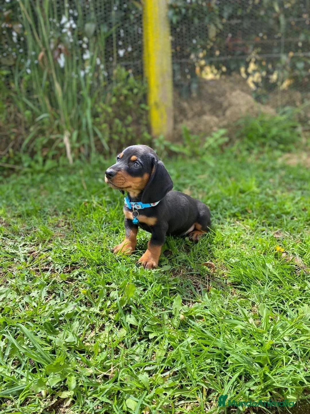 Teckel Miniatura perros en venta: teckel España  - Anuncio 1