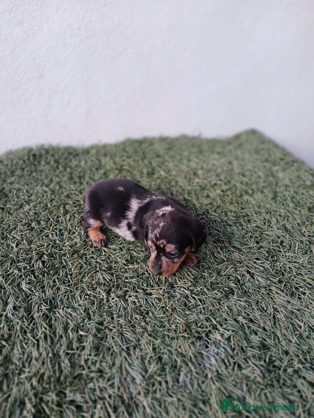 Teckel Miniatura perros en venta: camada teckel arlequín y todos los colores  - Anuncio 20
