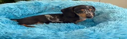 Teckel Miniatura perros en venta: Teckels Miniatura de calidad  - Anuncio 3