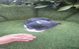 Border Collie perros en venta: border collie blue merle y blancos y negros  - Anuncio 14