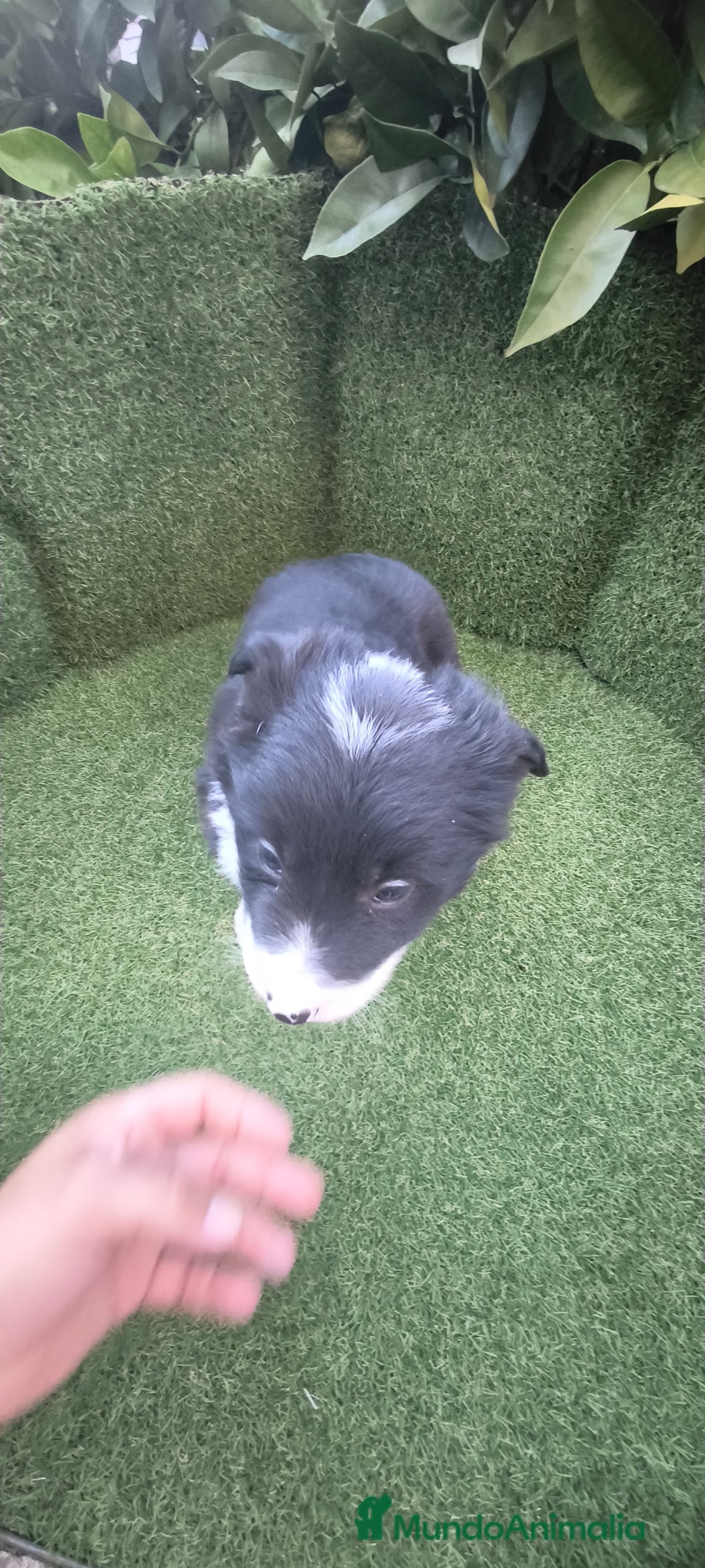 Border Collie perros en venta: border collie blue merle y blancos y negros  - Anuncio 14