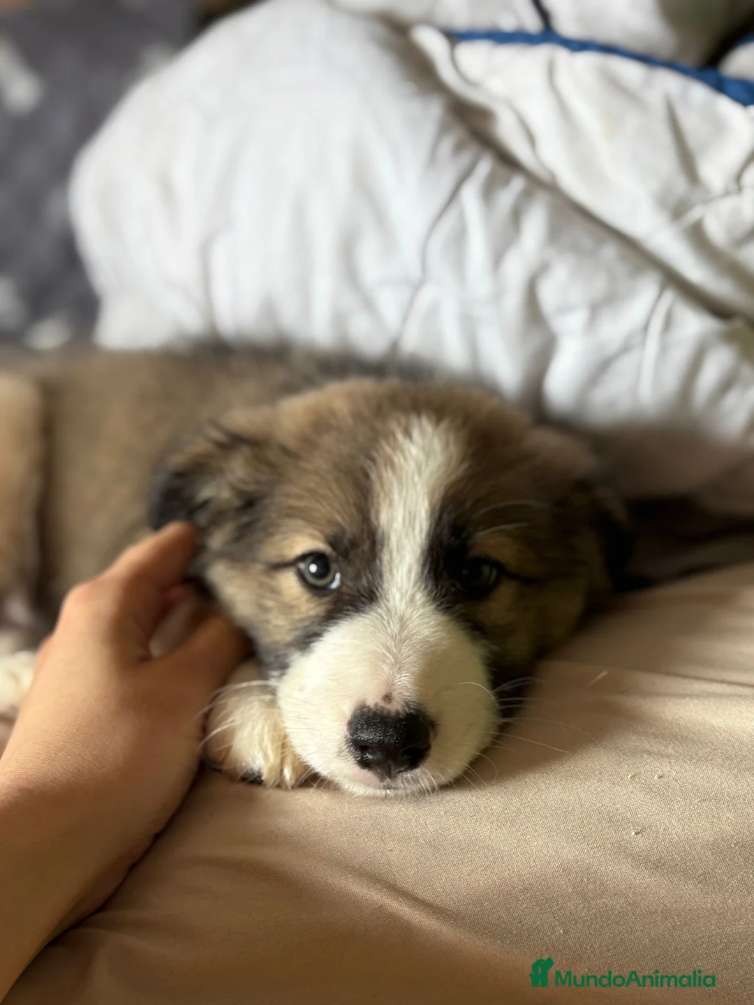 Border Collie perros en venta: Bordér collie última hembra!! - Anuncio 4