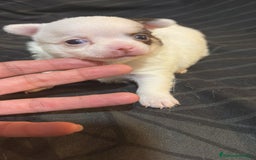 Chihuahua perros en venta: Chihuahua toy rusos - Imagen 15