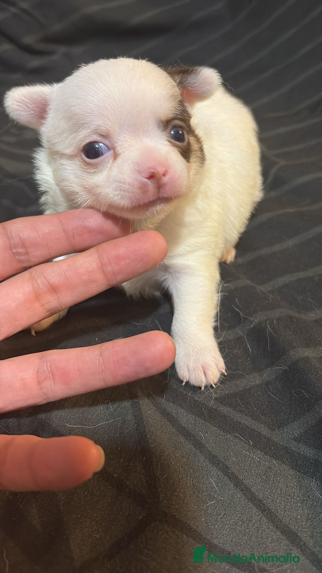Chihuahua perros en venta: Chihuahua toy rusos - Imagen 15