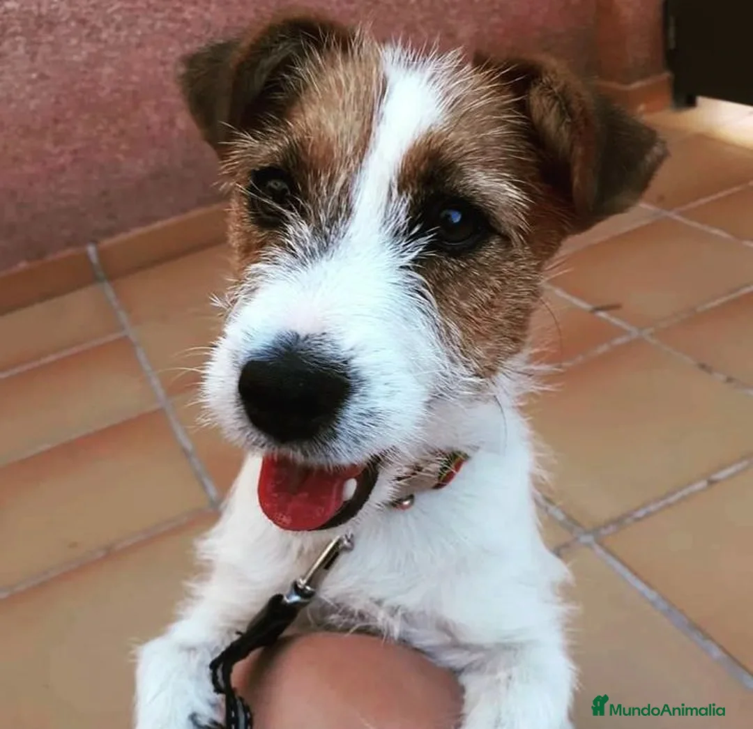 Imagen de galería {{count}}