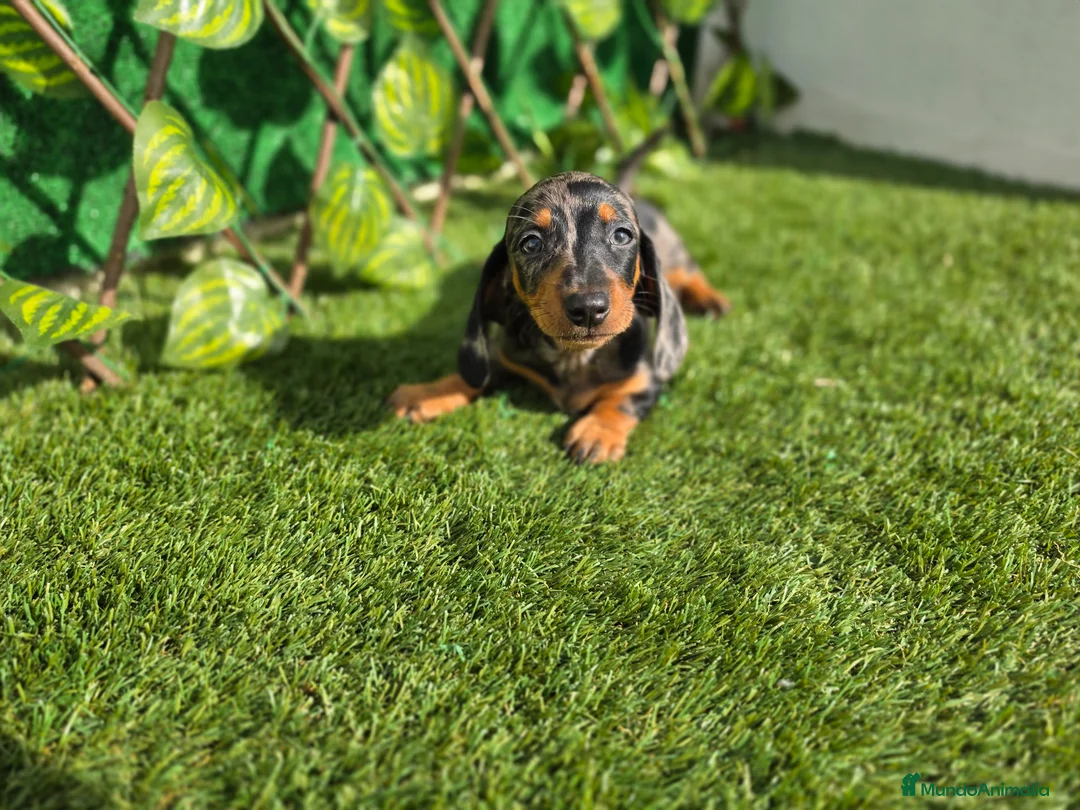 Teckel Miniatura perros en venta: TECKEL MINIATURA ARLEQUIN  - Anuncio 2