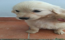 Golden Retriever perros en venta: Golden Retriever  - Imagen 6