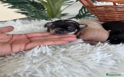 Chihuahua perros en venta: CHIHUAHUA - Imagen 4