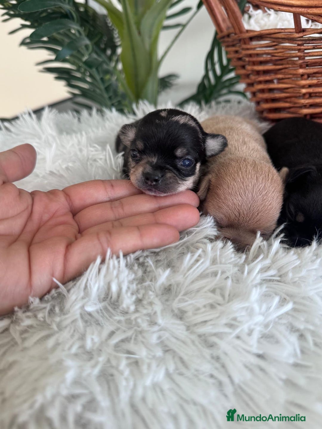Chihuahua perros en venta: CHIHUAHUA - Imagen 4