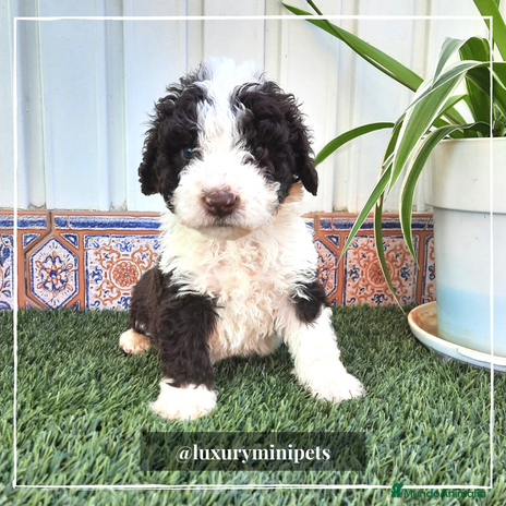 Perro de Agua Español perros en Madrid - Anuncio 5