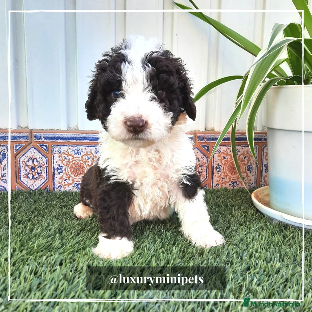 Perro de Agua Español perros en venta: Camada de Perro de Aguas Español en Madrid - Anuncio 1