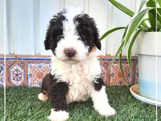 Perro de Agua Español perros Camada de Perro de Aguas Español en Madrid - Anuncio 3