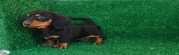 Teckel Miniatura perros en venta: Teckel miniatura  - Anuncio 7