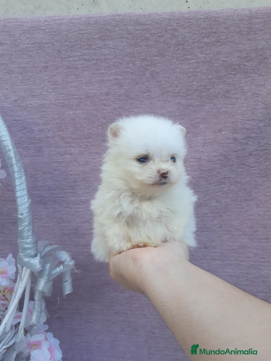 Pomerania perros en venta: POMERANIA  LINEA TOY   MUY CHATO - Anuncio 2