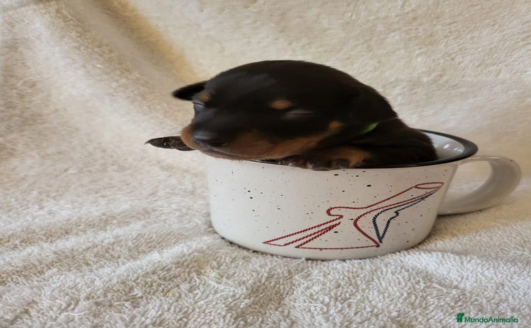 Pinscher Miniatura perros - Propaganda 13
