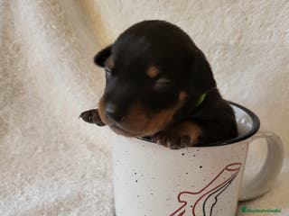 Pinscher Miniatura perros Pinscher TODA ESPAÑA !! - Anuncio 14