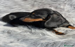 Teckel Miniatura perros en venta: Teckel negro fuego - Imagen 5