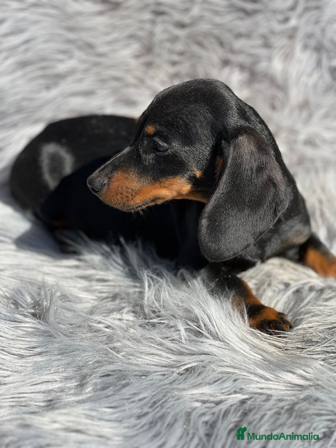 Teckel Miniatura perros en venta: Teckel negro fuego - Imagen 5