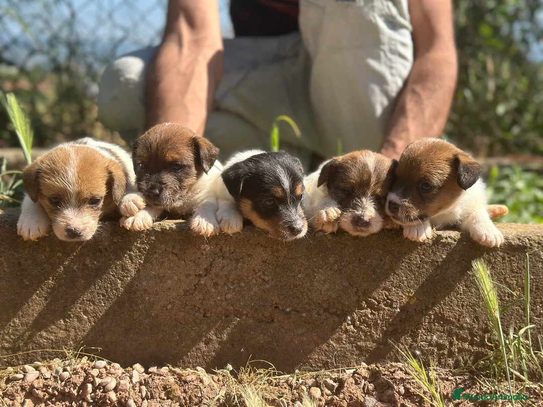 Jack Russell Terrier perros en venta: EXCEPCIONAL JACK RUSSEL BROKEM - Anuncio 4