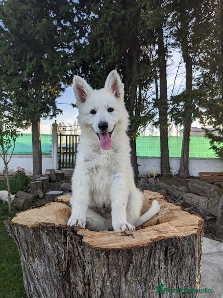 Pastor Blanco Suizo perros LOBOS DE AGONCILLO. Camada disponible de cachorros - Anuncio 2