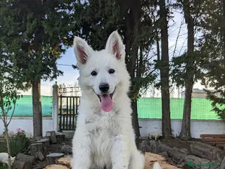Pastor Blanco Suizo perros LOBOS DE AGONCILLO. Camada disponible de cachorros - Anuncio 2