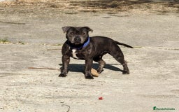 Staffordshire Bull Terrier perros en venta: Staffordshire bull terrier Blue - Imagen 3