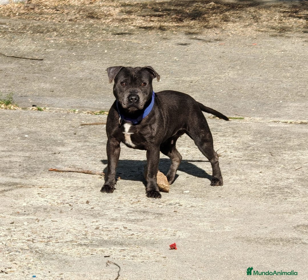 Staffordshire Bull Terrier perros en venta: Staffordshire bull terrier Blue - Imagen 3