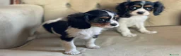 Cavalier King Charles Spaniel perros en venta: Camada de Cavallier en Madrid - Anuncio 6