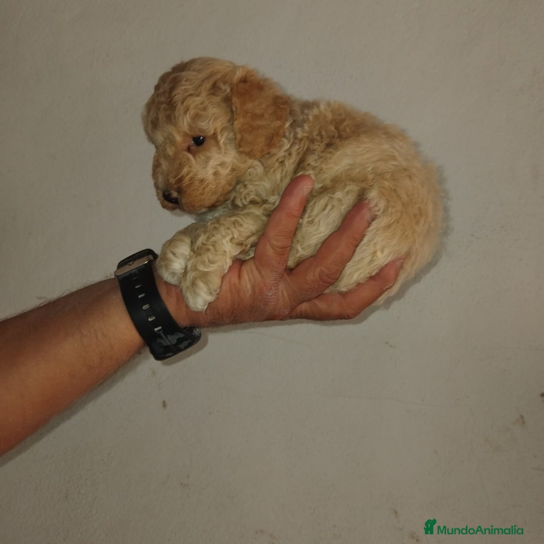 Caniche Toy perros en venta: Caniches toys apricot  - Imagen 4