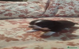 Chihuahua perros en venta: Hembra chihuahua  - Imagen 4