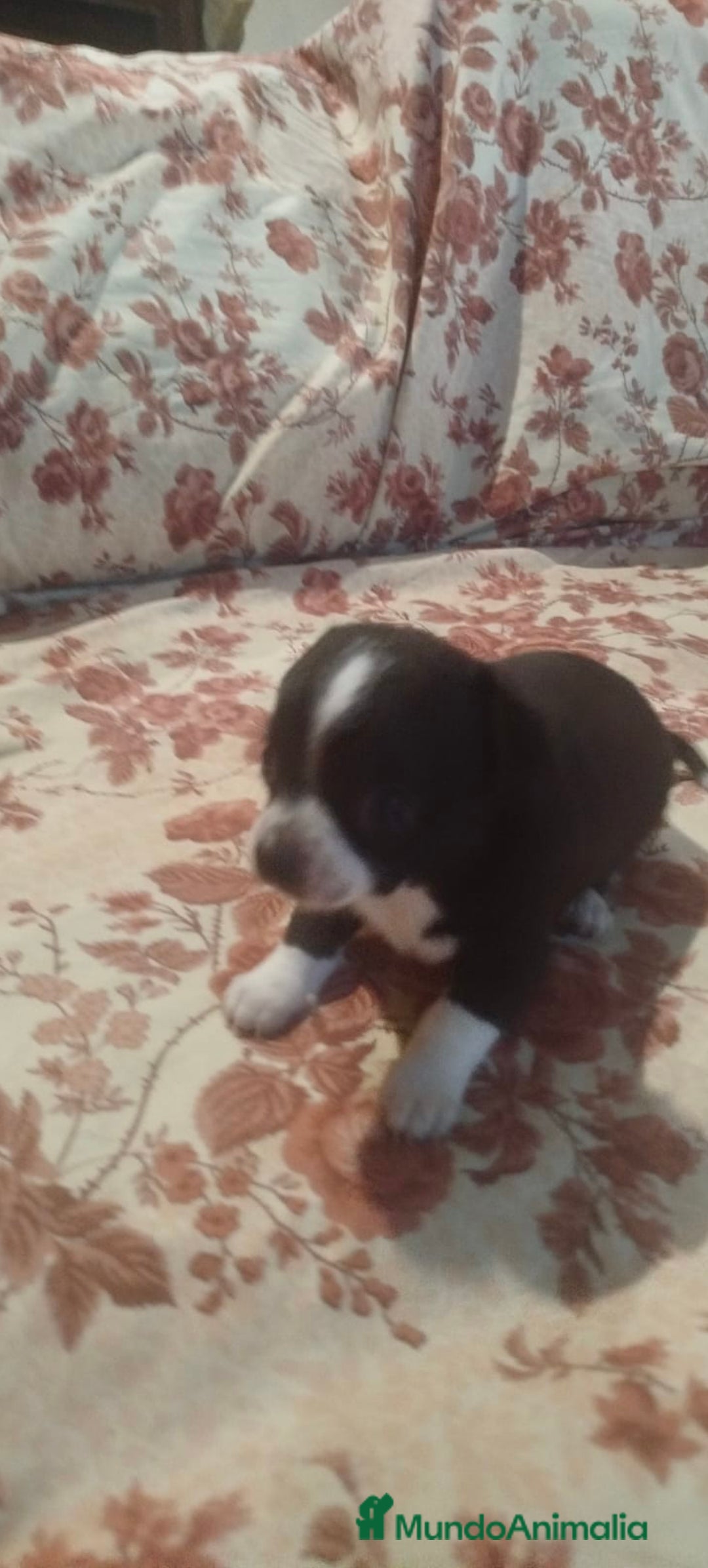 Chihuahua perros en venta: Hembra chihuahua  - Imagen 4