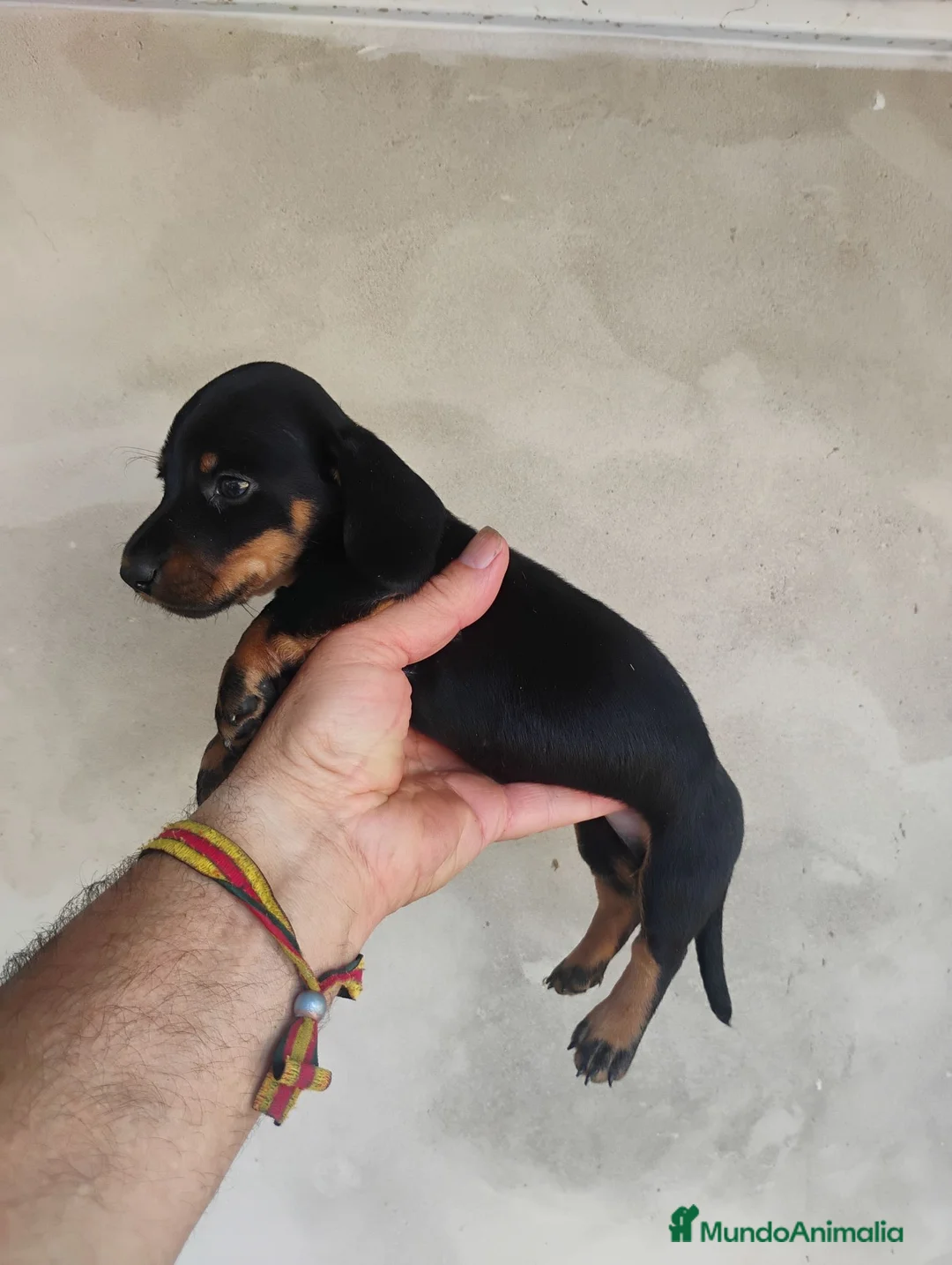 Teckel Miniatura perros en venta: Cachorros teckel miniatura  - Anuncio 2