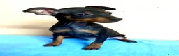 Pinscher Miniatura perros en venta: Pinscher miniatura - Anuncio 2