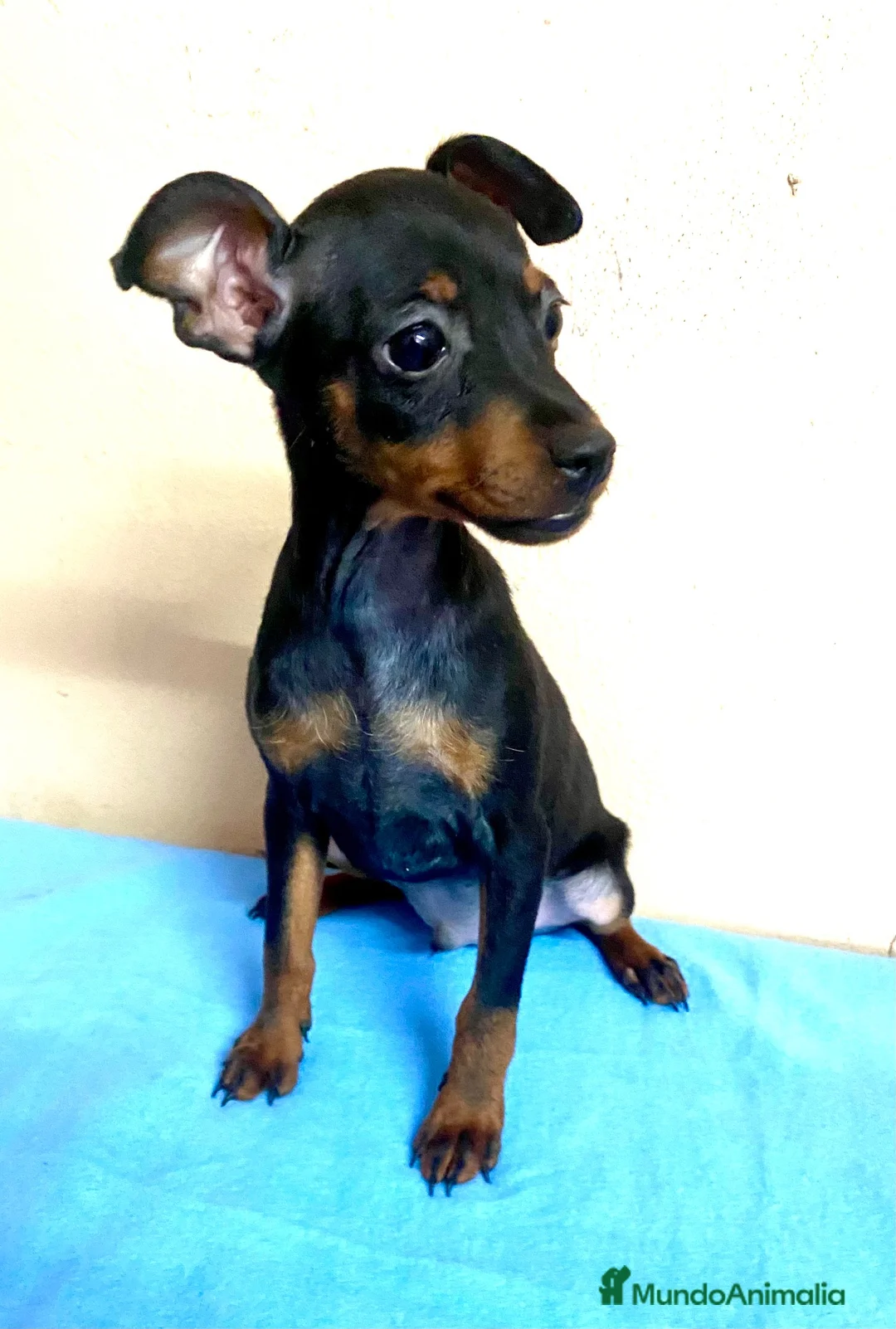 Pinscher Miniatura perros en venta: Pinscher miniatura - Anuncio 2