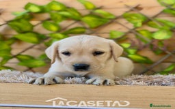 Labrador Retriever perros en venta: Camada de Helena  - Imagen 2