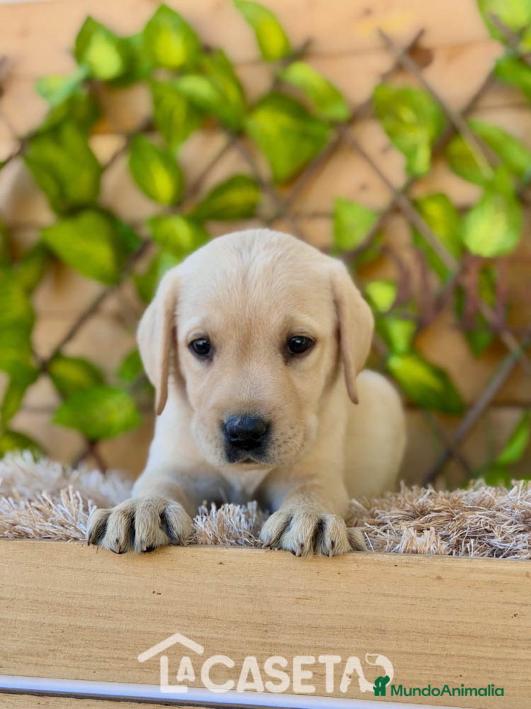Labrador Retriever perros en venta: Camada de Helena  - Imagen 2