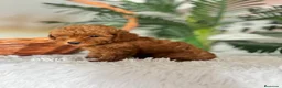 Caniche Toy perros en venta: CANICHE TOY  - Anuncio 17