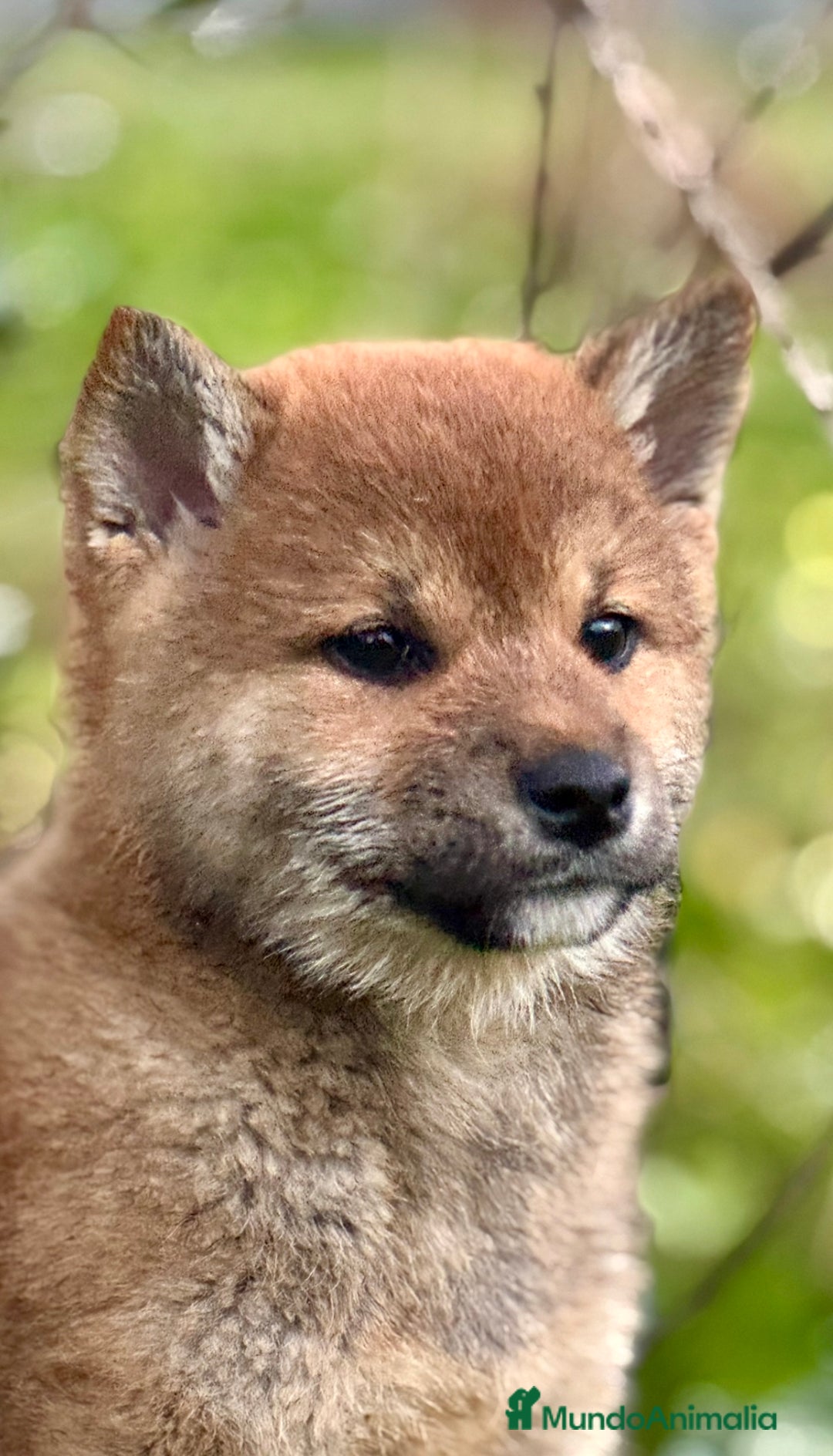 Shiba Inu perros en venta: Exclusivos Shiba Inu  - Anuncio 5